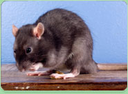 rat control Tamworth