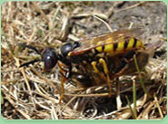 wasp control Tamworth