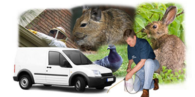 Tamworth local van